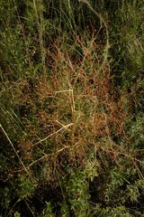 Trinia multicaulis