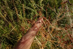 Trinia multicaulis