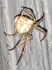 Araneus miniatus