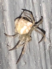 Araneus miniatus
