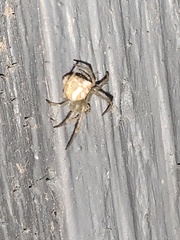 Araneus miniatus