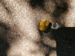 Cepaea nemoralis