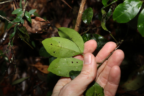 Image of Rhysotoechia bifoliolata by (c) Greg Tasney, some rights reserved (CC BY-SA)