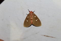 Tinolius eburneigutta