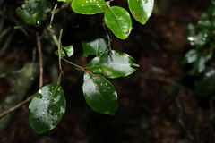 Rhysotoechia bifoliolata