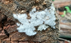 Ceratiomyxa fruticulosa