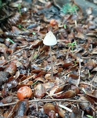 Mycena