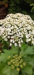 Heracleum maximum