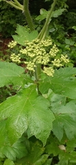Heracleum maximum