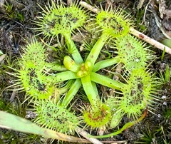 Drosera hookeri