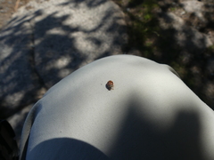 Mulsantina hudsonica