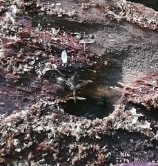Lasius