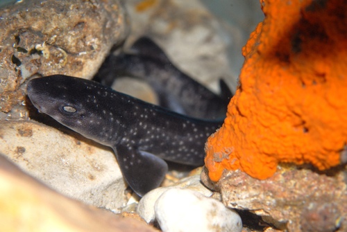 Gulf catshark (Asymbolus vincenti) — Scyliorhinidae