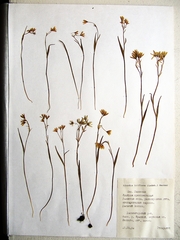 Gagea triflora