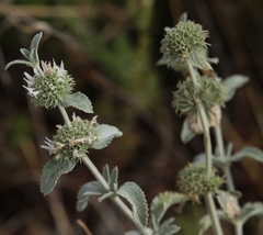 Marrubium incanum