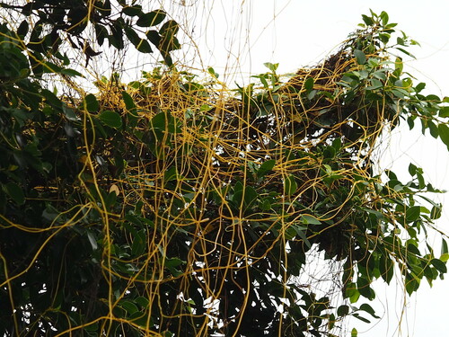 Image of Cuscuta japonica by no rights reserved