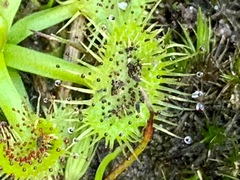 Drosera hookeri