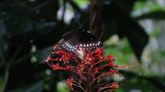 Papilio dravidarum