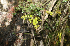 Mezoneuron brachycarpum