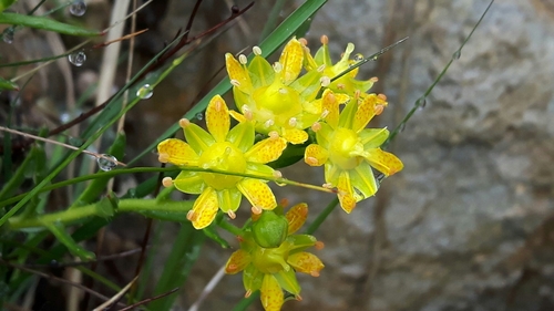 Yellow Saxifrage