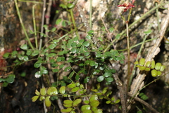 Mezoneuron brachycarpum