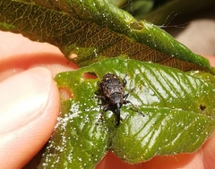 Curculionidae