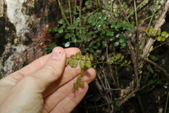 Mezoneuron brachycarpum
