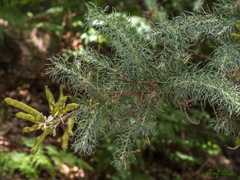 Adenocarpus decorticans