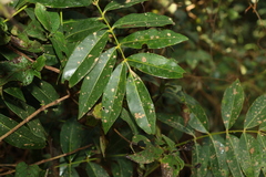 Flindersia australis