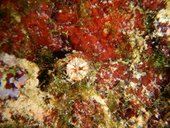 Polycyathus muellerae