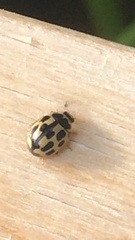 Propylea quatuordecimpunctata