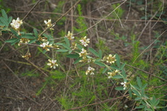 Lespedeza daurica