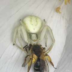 Misumena vatia