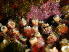 Polycyathus muellerae