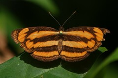Pantoporia paraka