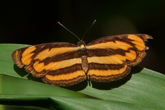 Pantoporia paraka