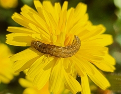 Hecatera bicolorata