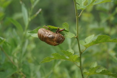Cryptotympana atrata