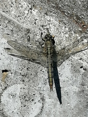 Orthetrum cancellatum
