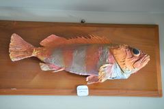 Helicolenus percoides