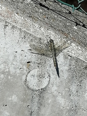 Orthetrum cancellatum