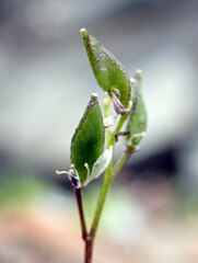 Draba norvegica