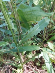 Crepis capillaris