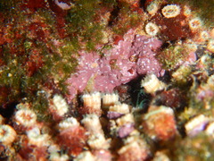 Polycyathus muellerae