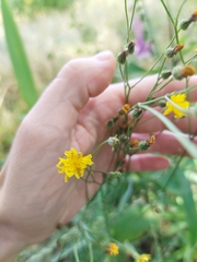 Crepis capillaris
