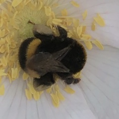 Bombus