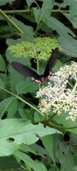 Byasa