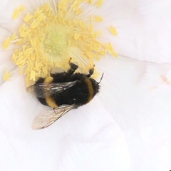 Bombus