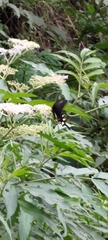 Byasa
