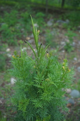 Incarvillea sinensis